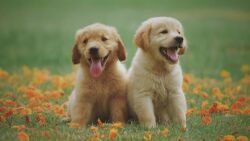 Puppies