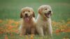 Puppies